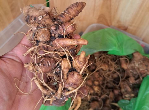 2kg sâm 'nghi' sâm Ngọc Linh giả sắp tuồn vào phiên chợ sâm thì bị phát hiện - Ảnh 1. Tổ kiểm định phát hiện doanh nghiệp đưa 2kg nghi là sâm giả vào phiên chợ sâm Ngọc Linh - Ảnh: MẠNH TRƯỜNG