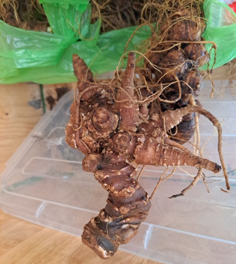 2kg sâm 'nghi' sâm Ngọc Linh giả sắp tuồn vào phiên chợ sâm thì bị phát hiện - Ảnh 3. Củ sâm này có nhiều dấu hiệu bất thường, nghi là sâm giả - Ảnh: MẠNH TRƯỜNG