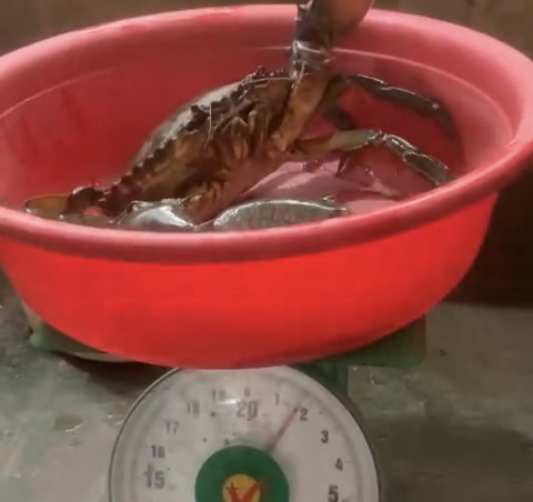 Con cua biển nặng 1,7kg ở Sóc Trăng được bán với giá gần 5 triệu đồng - Ảnh 1. Con cua biển "khủng" nặng 1,7kg anh Tâm bắt được - Ảnh: KHẮC TÂM CẮT TỪ CLIP
