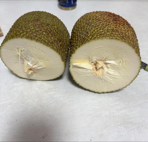 Ảnh vui 11-8: Nhà không có tiền, không có vàng, đừng vào! - Ảnh 2. Mít vậy mà cũng đòi... đơm hoa kết trái.