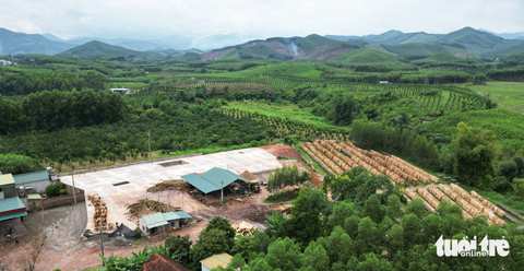 Huyện chỉ đạo xử lý dứt điểm xưởng chế biến gỗ trên đất rừng - Ảnh 4. Khu chế biến gỗ quy mô khác cũng nằm trên đất rừng sản xuất được người dân phản ảnh chưa được cấp phép tại thôn Hạ, xã Long Sơn, huyện Sơn Động, tỉnh Bắc Giang - Ảnh: TIẾN THẮNG