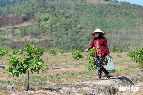 Chuyển hồ sơ cho công an điều tra sai phạm đất đai ở Công ty mía đường La Ngà - Ảnh 3. Một khu đất người dân bỏ mía chuyển sang trồng điều ở xã Gia Canh, huyện Định Quán - Ảnh: A LỘC