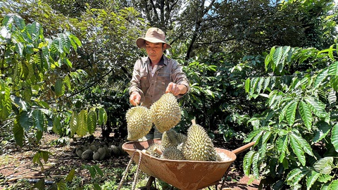 Nông dân Cư M’gar, Đắk Lắk thu hoạch sầu riêng chín sớm - Ảnh: TÂM AN Nông dân Cư M’gar, Đắk Lắk thu hoạch sầu riêng chín sớm - Ảnh: TÂM AN