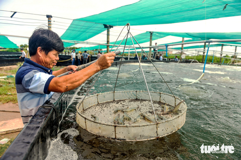 Giá thức ăn tôm tăng mạnh khiến chi phí nuôi tôm đội giá. Trong ảnh: vùng nuôi tôm ở huyện Hòa Bình, tỉnh Bạc Liêu - Ảnh: QUANG ĐỊNH Giá thức ăn tôm tăng mạnh khiến chi phí nuôi tôm đội giá. Trong ảnh: vùng nuôi tôm ở huyện Hòa Bình, tỉnh Bạc Liêu - Ảnh: QUANG ĐỊNH