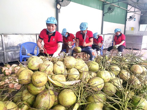 Với việc các thị trường lớn như Mỹ, Trung Quốc mở cửa, dừa tươi được kỳ vọng sẽ trở thành mặt hàng trái cây tỉ USD mới của Việt Nam - Ảnh: TRẦN MẠNH Với việc các thị trường lớn như Mỹ, Trung Quốc mở cửa, dừa tươi được kỳ vọng sẽ trở thành mặt hàng trái cây tỉ USD mới của Việt Nam - Ảnh: TRẦN MẠNH