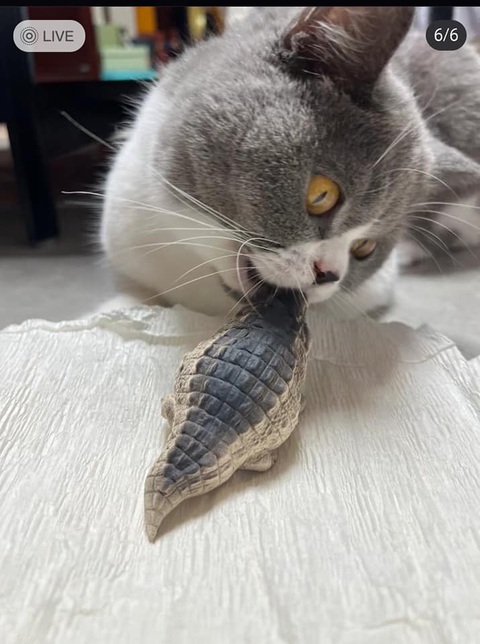 Ảnh vui 15-8: 'Chẳng cần một ai nữa, bất kể ai cũng dư thừa - Ảnh 4. Quàng thượng: "Sao con cá này dai quá vậy!"