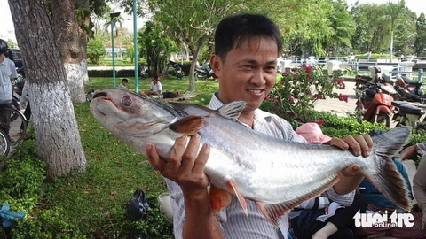 Đã mắt với mẻ lưới hàng tấn cá trong Giếng nước Mỹ Tho - Ảnh 3. Một con cá tra vừa được đánh bắt từ Giếng nước Mỹ Tho - Ảnh: HOÀI THƯƠNG
