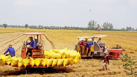 Giá lúa hè thu cuối vụ tăng cao, thương lái bắt đầu lùng mua lúa non vụ thu đông 2023 - Ảnh: BỬU ĐẤU Giá lúa hè thu cuối vụ tăng cao, thương lái bắt đầu lùng mua lúa non vụ thu đông 2023 - Ảnh: BỬU ĐẤU