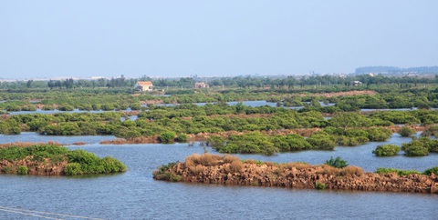 Tỉnh Thái Bình thông tin liên quan đến Khu bảo tồn thiên nhiên đất ngập nước Tiền Hải - Ảnh 3. Theo tỉnh Thái Bình, diện tích đất lâm nghiệp được đưa vào quy hoạch cho phát triển kinh tế chủ yếu là đất đầm ao nuôi thủy sản, sông lạch, cồn cát, nơi có cây rừng thưa thớt, manh mún, không đáp ứng các tiêu chí rừng đặc dụng và phòng hộ - Ảnh: VĂN NGỌC