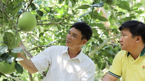 NPK Cà Mau công nghệ polyphosphate: Giải pháp dinh dưỡng cho cây ăn trái- Ảnh 3. Anh Mai Văn Toàn (trái), nông dân trồng bưởi ấp Thành Tân, Kế Sách, Sóc Trăng