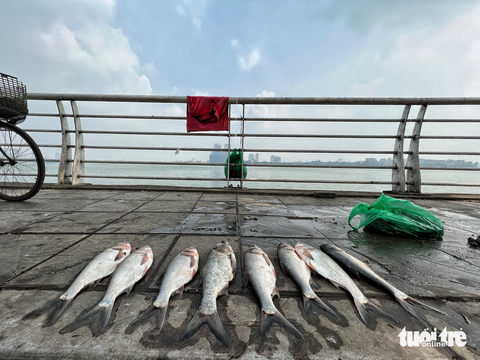 Thu giữ 5 tàu thuyền nghi đánh bắt nhiều tấn cá tại hồ Tây trong đêm - Ảnh 2. Xung quanh hồ Tây thường xuyên xảy ra tình trạng đánh bắt trái phép. Trong ảnh: nhiều người rao bán cá ngay tại vỉa hè của hồ Tây sau khi câu xong - Ảnh: PHẠM TUẤN