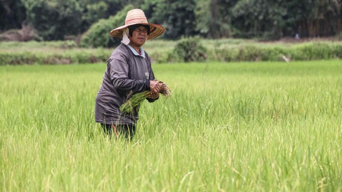 Một nông dân làm việc trên cánh đồng lúa ở tỉnh Khon Kaen, miền trung Thái Lan - Ảnh: NIKKEI ASIA Một nông dân làm việc trên cánh đồng lúa ở tỉnh Khon Kaen, miền trung Thái Lan - Ảnh: NIKKEI ASIA
