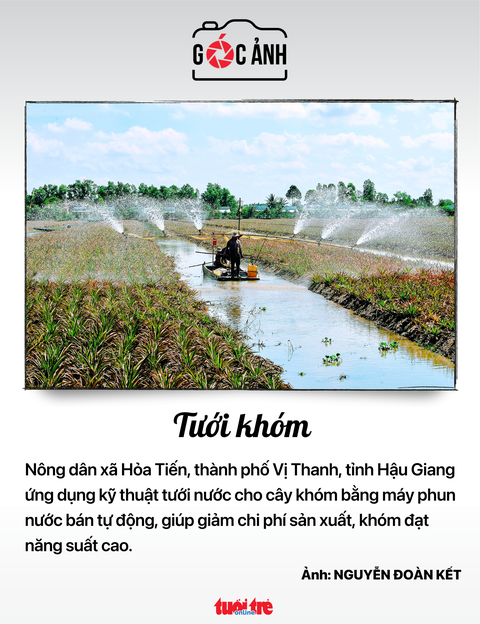 Tưới khóm - Ảnh: NGUYỄN ĐOÀN KẾT Tưới khóm - Ảnh: NGUYỄN ĐOÀN KẾT