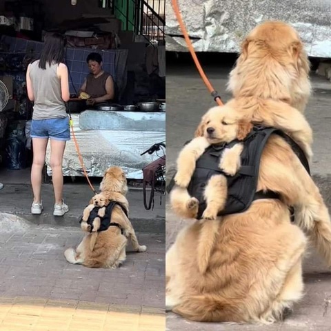 Ảnh vui 18-8: Con ai người nấy bế - Ảnh 1. Tự đẻ, tự chịu trách nhiệm nha mẹ bỉm sữa!