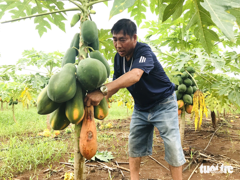 Đu đủ rụng đầy gốc, doanh nghiệp không thu mua, nông dân điêu đứng - Ảnh 2. Người dân trồng đu đủ phải hái bỏ những quả chín - Ảnh: QUANG HUY