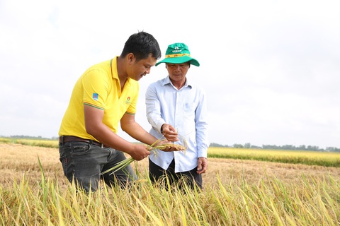 Phân bón Cà Mau vào Top 50 doanh nghiệp niêm yết tốt nhất 2023- Ảnh 2. Cán bộ PVCFC hướng dẫn kỹ thuật cho nông dân