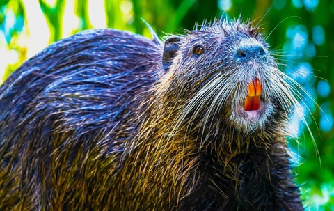 Nhiều bang ở Mỹ tràn ngập loài chuột nutria răng cam, nặng 9kg - Ảnh 1. Chuột nutria - Ảnh: WALL STREET JOURNAL