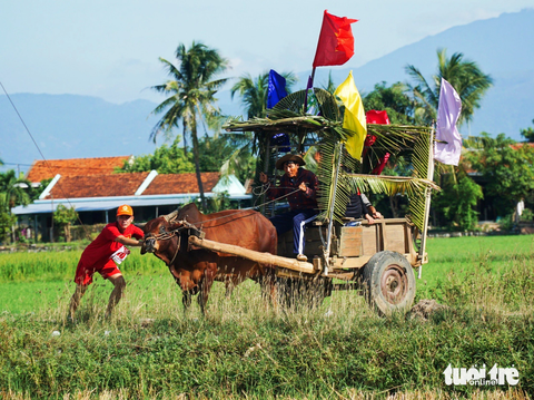 Nhiều con bò vì đua quá "nhiệt tình" nên chạy lệch đường đua, các thành viên phải của đội phải kéo bò quay trở lại - Ảnh: TRẦN HOÀI Nhiều con bò vì đua quá "nhiệt tình" nên chạy lệch đường đua, các thành viên của đội phải cố kéo bò quay trở lại - Ảnh: TRẦN HOÀI