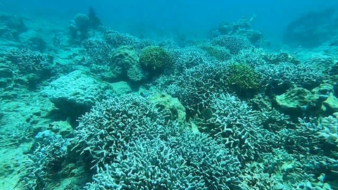Nha Trang đề xuất mở lại điểm lặn biển ở Hòn Mun - Ảnh 1. Hiện trạng san hô ở Hòn Mun - Ảnh: BQL Vịnh Nha Trang