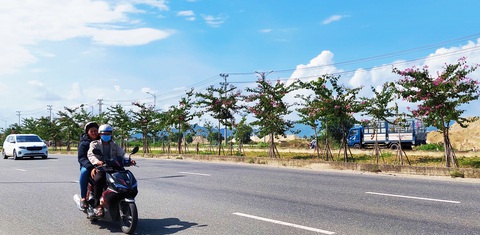 Dự án 85 tỉ tạo cảnh quan đường Võ Nguyên Giáp làm xong chưa được nhận - Ảnh 2. Hoa ban tím được trồng theo dự án cảnh quan kéo dài hàng mấy cây số hai bên dải phân cách đường Võ Nguyên Giáp đã nở hoa rất đẹp, nhưng chưa có đơn vị nhận quản lý chăm sóc - Ảnh: PHAN SÔNG NGÂN