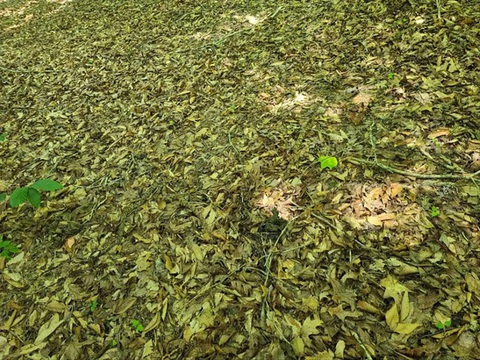 Chỉ thiên tài mới thấy 3 con rắn ngụy trang ở đâu giữa những chiếc lá - Ảnh 1.