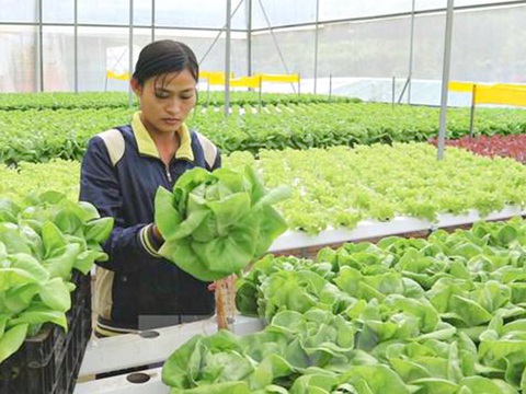 Lao động làm thời vụ theo visa E8 tại Hàn Quốc - Ảnh: DOLAB Lao động làm thời vụ theo visa E8 tại Hàn Quốc - Ảnh: DOLAB