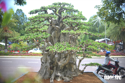 Một tác phẩm bonsai cây duối rất đẹp đến từ xã Phước An, huyện Tuy Phước, tỉnh Bình Định - Ảnh: LÂM THIÊN Một cây cảnh khủng đẹp đến từ xã Phước An, huyện Tuy Phước, tỉnh Bình Định - Ảnh: LÂM THIÊN