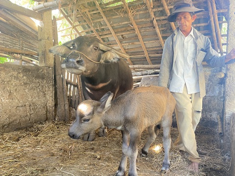 Trâu mẹ đẻ nghé con có 2 miệng, 2 mũi, 2 lưỡi, người người đổ xô đến xem - Ảnh 2. Ông Sự cho biết khi đỡ đẻ cho trâu cũng khá bất ngờ với bộ mặt kỳ dị của nghé con - Ảnh: LÊ TRUNG