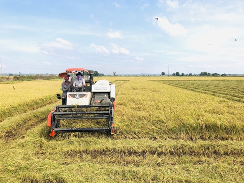Cơ hội và thách thức cho gạo Việt giữa bão xuất khẩu - Ảnh 1. Xuất khẩu lúa gạo Việt Nam đang đứng trước yếu tố “thiên thời” cực lớn - Ảnh: Công ty cung cấp