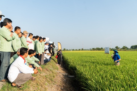 Cơ hội và thách thức cho gạo Việt giữa bão xuất khẩu - Ảnh 3. Mô hình canh tác lúa theo tiêu chuẩn SRP có ứng dụng giải pháp GroMore - Ảnh: Công ty cung cấp