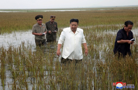 Lãnh đạo Triều Tiên Kim Jong Un đích thân lội ruộng để kiểm tra - Ảnh 1. Nhà lãnh đạo Triều Tiên Kim Jong Un lội xuống ruộng xem xét tình hình ngập lụt - Ảnh: REUTERS