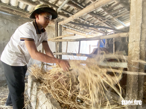 'Đốm sáng' trong căn nhà tối của Bảy Bôn - Ảnh 5. Phước phụ ông nội công việc như chăn bò, nuôi heo - Ảnh: LÊ TRUNG