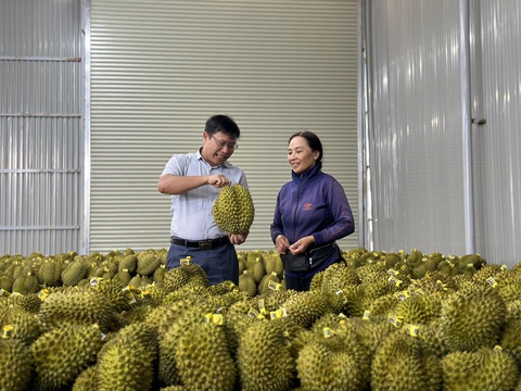 Thêm chứng nhận nhãn hiệu sầu riêng cho Đắk Lắk - Ảnh 1. Chủ tịch UBND huyện Cư M'gar Vũ Hồng Nhật (trái) thăm một vựa sầu riêng tại địa phương - Ảnh: TRUNG TÂN