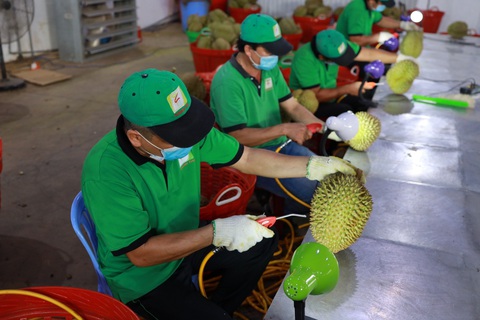 Công nhân làm sạch sinh vật gây hại, bụi bẩn trên trái sầu riêng trước khi đóng gói xuất khẩu - Ảnh: T.VY Công nhân làm sạch sinh vật gây hại, bụi bẩn trên trái sầu riêng trước khi đóng gói xuất khẩu - Ảnh: T.VY