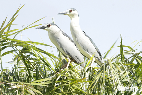 Ngắm rừng bảo hộ Cần Giờ được đề cử thành khu Ramsar thế giới - Ảnh 12. Cò bợ được chụp tại Khu dự trữ sinh quyển rừng ngập mặn Cần Giờ - Ảnh: BQL rừng phòng hộ Cần Giờ