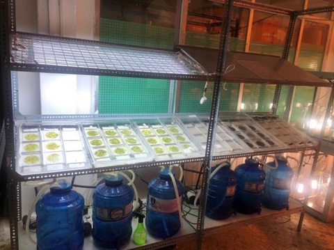 Giáo sư sinh học hàng đầu đến Việt Nam kể chuyện 30 năm nghiên cứu loài vi tảo 'siêu thực phẩm' - Ảnh 3. Mô hình nuôi vi tảo của nhóm PGS.TS Trần Hoàng Dũng - Ảnh: CTV