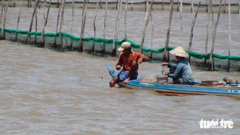 Dân miền Tây hối hả đón mùa nước nổi - Ảnh 4. Người dân giăng lưới bắt cá trên cánh đồng xã Thường Thới Tiền, huyện Hồng Ngự - Ảnh: ĐẶNG TUYẾT