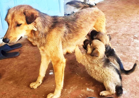 Chó là thú cưng của con người - Ảnh: M.DŨNG Chó là thú cưng của con người - Ảnh: M.DŨNG