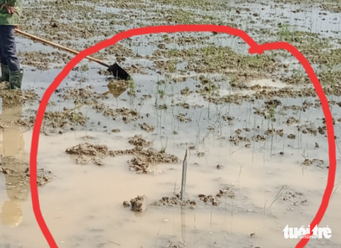 Lão nông kêu cứu vì ruộng trồng lúa bị cắm chông sắt - Ảnh 3. Chính quyền địa phương thuê máy rà sắt về kiểm tra phát hiện chông sắt cắm ở ruộng nhà ông Sỹ - Ảnh: Gia đình cung cấp