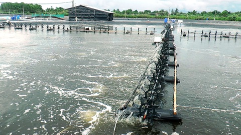 Chỉ một số hộ nuôi tôm công nghiệp tranh thủ thả nuôi lại vụ mới khi giá tôm bắt đầu lên - Ảnh: TH.HUYỀN Chỉ một số hộ nuôi tôm công nghiệp tranh thủ thả nuôi lại vụ mới khi giá tôm bắt đầu lên - Ảnh: TH.HUYỀN