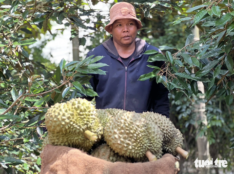 Người dân huyện Cư M'gar, Đắk Lắk thu hoạch sầu riêng - Ảnh: MINH PHƯƠNG Sầu riêng Cư M'gar được công bố nhãn hiệu sau hơn 10 năm nỗ lực của người trồng sầu riêng ở địa phương này - Ảnh: MINH PHƯƠNG