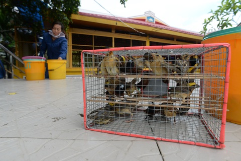 Phóng sinh có thể gây hại cho hệ sinh thái thủy sinh - Ảnh 1. Những chú chim tội nghiệp bị bắt nhốt để bán cho người dân thực hành phóng sinh - Ảnh: T.T.D