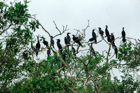 Khu Ramsar Trà Sư và các nguồn tài nguyên từ đất ngập nước Khu Ramsar Trà Sư và các nguồn tài nguyên từ đất ngập nước- Ảnh: Cty cung cấp