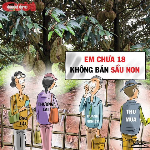 Sầu riêng màu này: Em chưa 18 không bán sầu non! - Ảnh 1. "Cò" nâng giá có thể khiến nhiều chủ vườn sầu riêng lung lay - Tranh: Đỗ Minh Tuấn