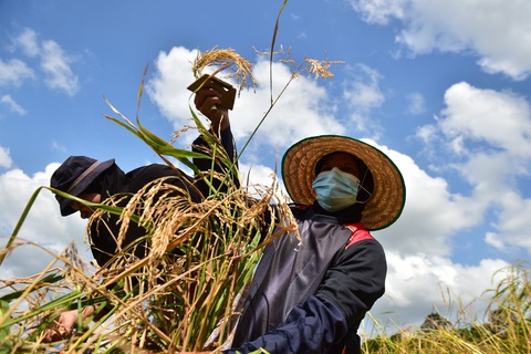 Thái Lan giảm trồng lúa sẽ gây thêm sức ép lên nguồn cung gạo - Ảnh: AFP Thái Lan giảm trồng lúa sẽ gây thêm sức ép lên nguồn cung gạo - Ảnh: AFP