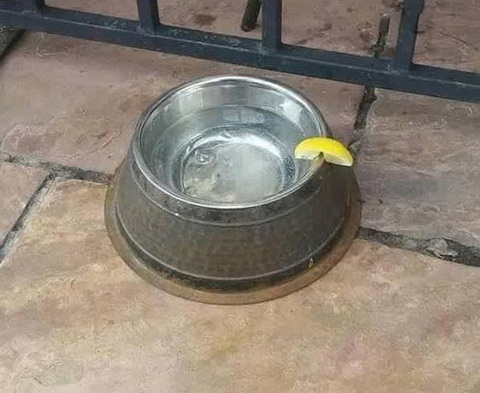 Ảnh vui 30-8: Thanh niên sau khi cãi thắng 'nóc nhà' - Ảnh 5. Con sen mới đi học bartender!