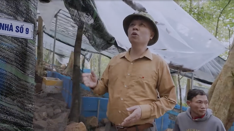 Công ty trồng sâm Ngọc Linh khẳng định chưa từng hợp tác với Tập đoàn Mỹ Hạnh - Ảnh 2. Ông Tân giới thiệu Tập đoàn Mỹ Hạnh đang hợp tác với một số công ty ở Quảng Nam để trồng sâm Ngọc Linh - Ảnh: QUANG THẾ chụp lại từ clip