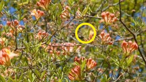 Thử tài tinh mắt: Có bao nhiêu con vật trong bức ảnh? - Ảnh 1.
