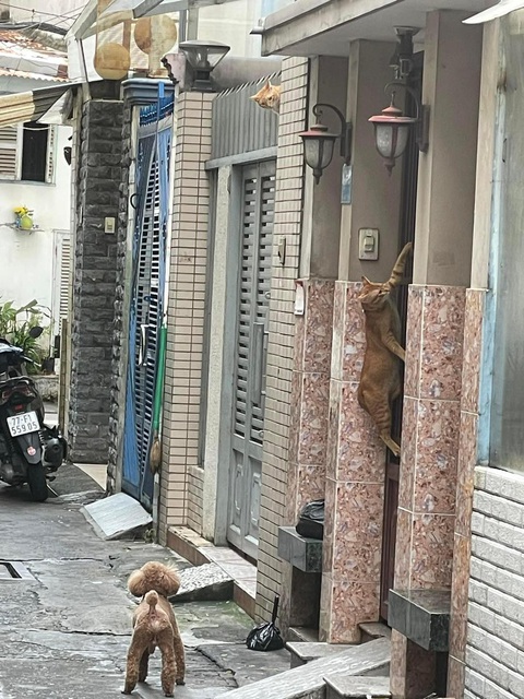 Ảnh vui 1-9: Chữ kí của bác sĩ Nguyễn Sóng Biển - Ảnh 2. Một đứa cạy cửa, một đứa đứng canh và một camera chạy bằng pa tê quan sát.