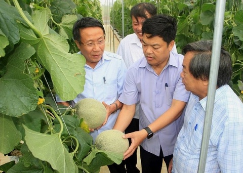 Nông thôn mới Quảng Trị chuyển biến mạnh mẽ từ ‘lượng’ sang ‘chất’ - Ảnh 1. Ông Hà Sỹ Đồng - (bìa trái) phó trưởng Ban chỉ đạo các chương trình mục tiêu quốc gia của tỉnh Quảng Trị, cùng ông Hồ Xuân Hòe - chánh văn phòng Chương trình Nông thôn mới tỉnh đi kiểm tra mô hình sản xuất dưa lưới theo hướng hữu cơ - Ảnh: TRẦN XUÂN NHẤT